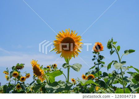 Golden sunflowers under the blue sky 128084719