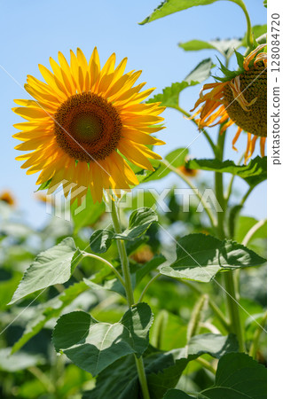 藍色天空下的金色向日葵 128084720