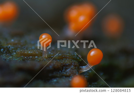 Orange slime mold - Trichia decipiens, it's a small protist organism 128084815