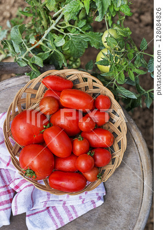 Tomato harvest Tomato harvest 128084826