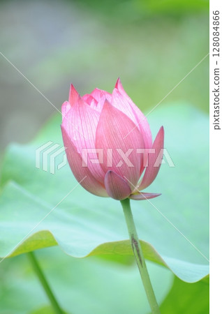 lotus flower, pure flower 128084866