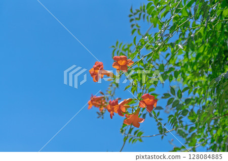 蓝天下的橙色凌霄花 128084885