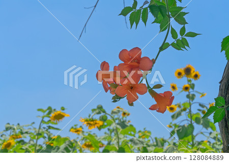 蓝天下的橙色凌霄花 蓝天下的橙色凌霄花 128084889