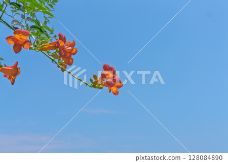 蓝天下的橙色凌霄花 128084890
