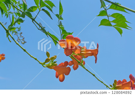 Orange trumpet creeper under the blue sky Orange trumpet creeper under the blue sky 128084892
