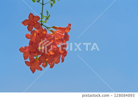Orange trumpet creeper under the blue sky Orange trumpet creeper under the blue sky 128084893