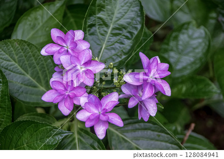 Shichidanka is a variety of mountain hydrangea [Hydrangea family, Hydrangea genus] 128084941
