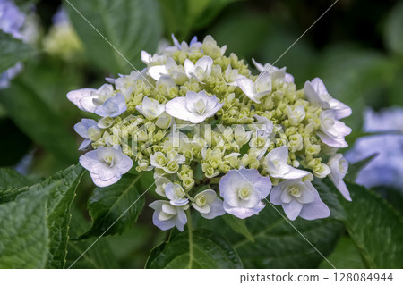 Double-flowered mountain hydrangea [Hydrangeaceae, Hydrangea genus] 128084944