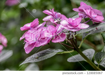 Pink hydrangeas look great in the rainy season [Hydrangeaceae, Hydrangea genus] 128085067