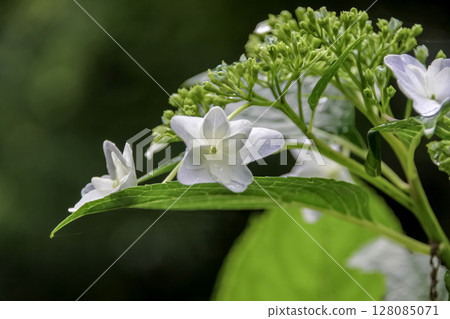 White Lace Hydrangea [Hydrangeaceae, Hydrangea genus] 128085071