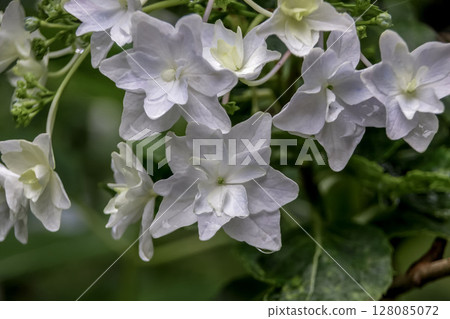 白色蕾絲繡球花 [繡球科，繡球屬] 128085072