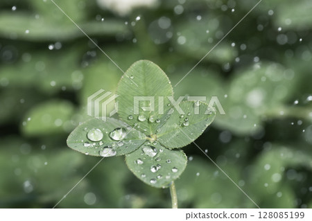Shiny raindrops and four-leaf clover 128085199