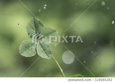 Shiny raindrops and four-leaf clover 128085202