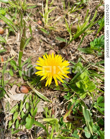Dandelion on the roadside 128085420