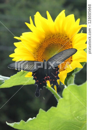 Sunflower and swallowtail butterfly 2 Sunflower and swallowtail butterfly 2 128085668