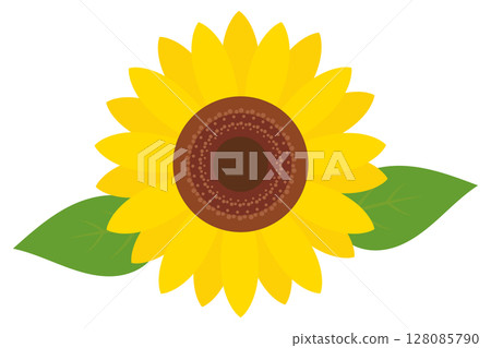 Sunflower illustration summer flower 128085790