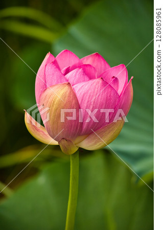 蓮花,純潔的花朵 蓮花,純潔的花朵 128085961