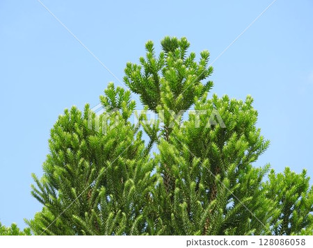 Chirimatsu (also known as Monkey Puzzle) leaves 128086058