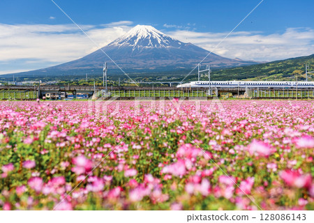Shinkansen JR Bullet train on railway pass Mt. Fuji at spring, Japan 128086143
