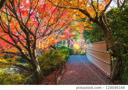 autumn foliage tree tunnel along path of Ryoanji temple park, Kyoto 128086166