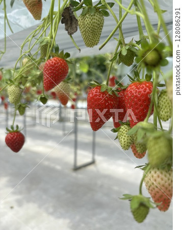 Strawberries, strawberries, strawberry picking, strawberry fields, strawberry picking Strawberries, strawberries, strawberry picking, strawberry fields, strawberry picking 128086291