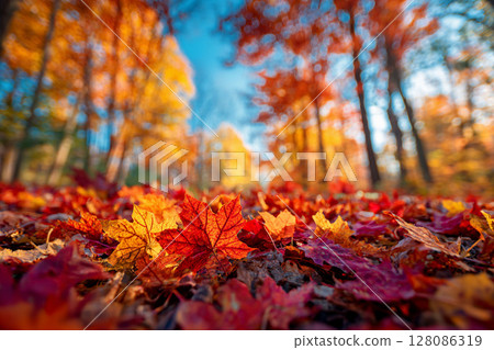 A forest dyed in autumn colors and a carpet of autumn leaves 128086319