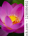 Ancient lotus flower 128086402