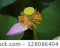 Ancient lotus flower 128086404