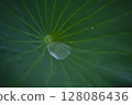 Water droplets on an ancient lotus leaf 128086436