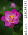 Ancient lotus, Lotus nigricans 128086462