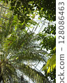 Greenhouse plant 128086463