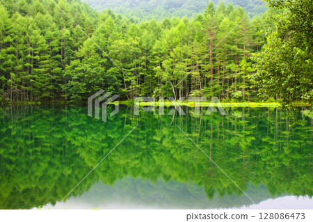 Fresh greenery at Mishaka Pond 128086473