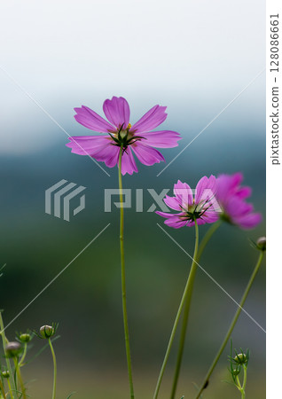 開花在秋天領域的桃紅色波斯菊花 128086661