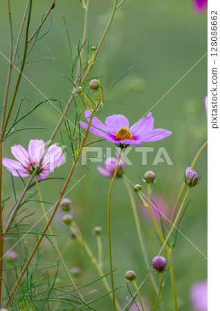 開花在秋天領域的桃紅色波斯菊花 128086662