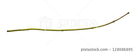 Dry tree branches isolated on white background Dry tree branches isolated on white background 128086895