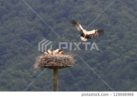 鸛父母給雛鳥餵食 鸛父母給雛鳥餵食 128086966