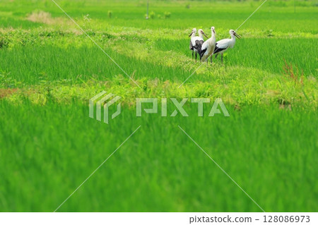 Four stork chicks leave the nest 128086973