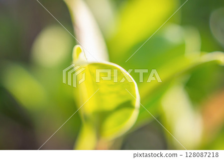 Natural plant green leaf in garden with bokeh background 128087218