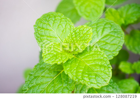 Fresh green peppermint plant in the garden 128087219