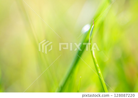 green grass leaf in garden with blur background 128087220