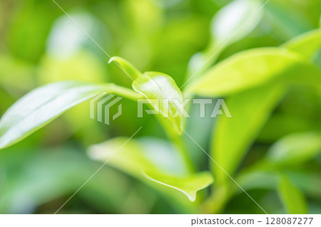 Natural plant green leaf in garden with bokeh background Natural plant green leaf in garden with bokeh background 128087277