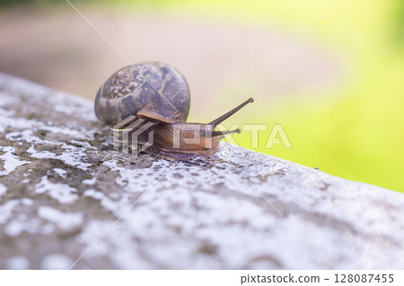 little helix snail on concrete wall close up little helix snail on concrete wall close up 128087455