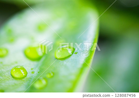rain water drop on green leaf closeup natural background rain water drop on green leaf closeup natural background 128087456