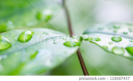 rain water drop on green leaf closeup natural background rain water drop on green leaf closeup natural background 128087457