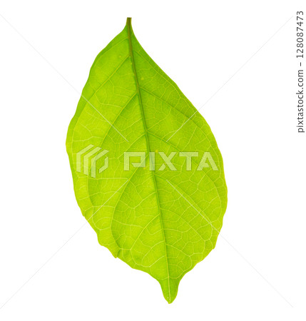 Natural green leaf isolated on white background Natural green leaf isolated on white background 128087473