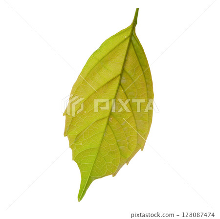 Natural green leaf isolated on white background Natural green leaf isolated on white background 128087474