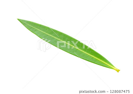 Natural green leaf isolated on white background Natural green leaf isolated on white background 128087475