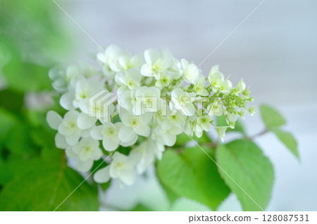 Hydrangea macrophylla 128087531