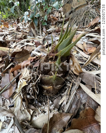 Bamboo shoots ☆mar_lapin Bamboo shoots ☆mar_lapin 128087538
