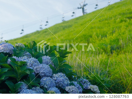 伊豆高原的旅遊勝地，大室山纜車的新綠和紫陽花 128087763